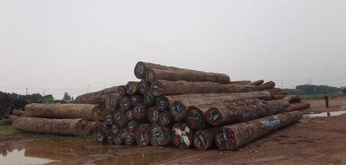 原料吃紧,我国木材加工业该如何自救?