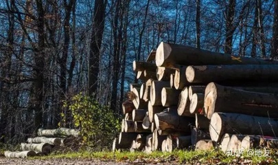 地友:我国进口欧洲材-俄罗斯木材的优势有哪些?
