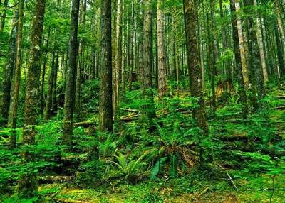 “中国森林认证”让非木质林产品溢价10%-15%!